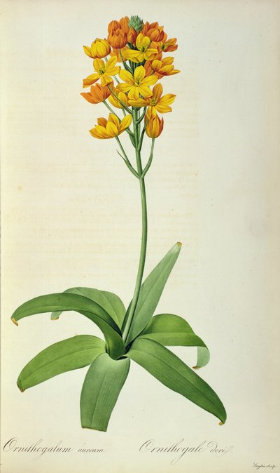 Ornithogalum Aureum, aus 